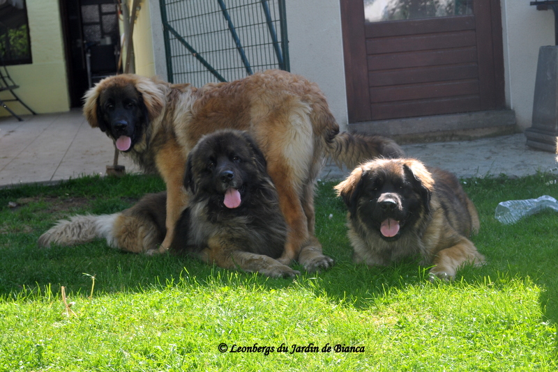 Nikkos, Lancelot, Iéléna