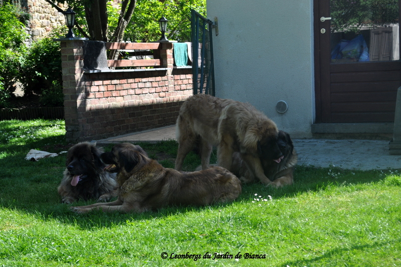 Lancelot,Kiss,Nikkos,Iéléna