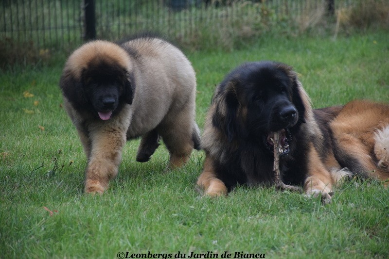 Smart et Ralf
