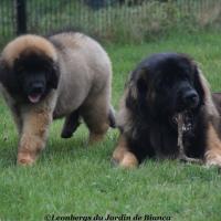 Smart et Ralf