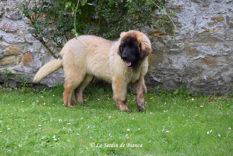 Peytonn du Jardin de Bianca 4 mois