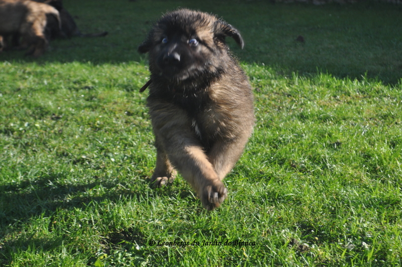 Max en pleine course :-)