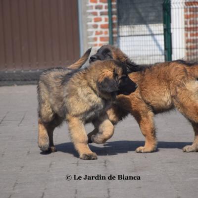 Les chiots de Summer et Nikkos ont 10 semaines!