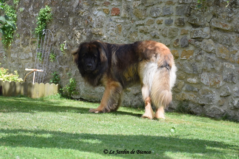 Nikkos du Jardin de Bianca 20 mois