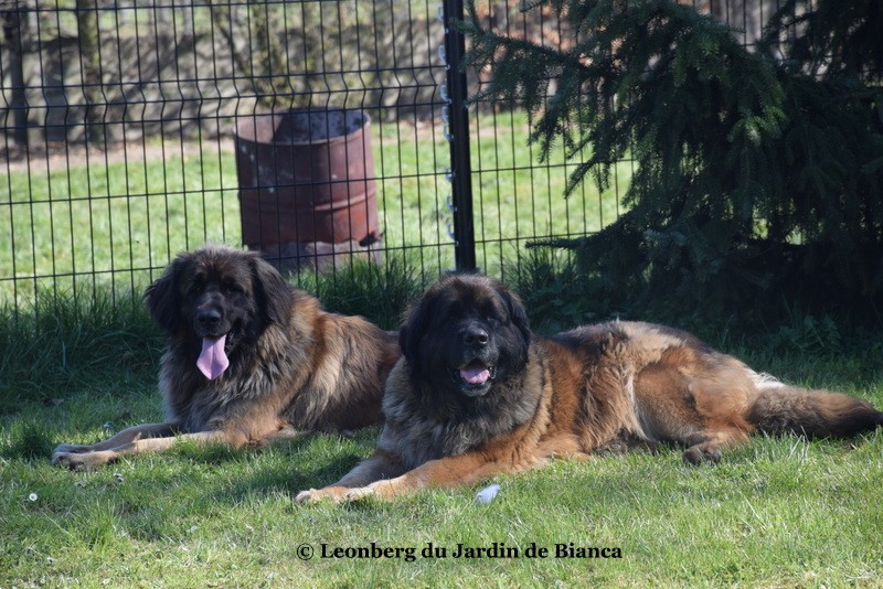 Iéléna et Qapucine