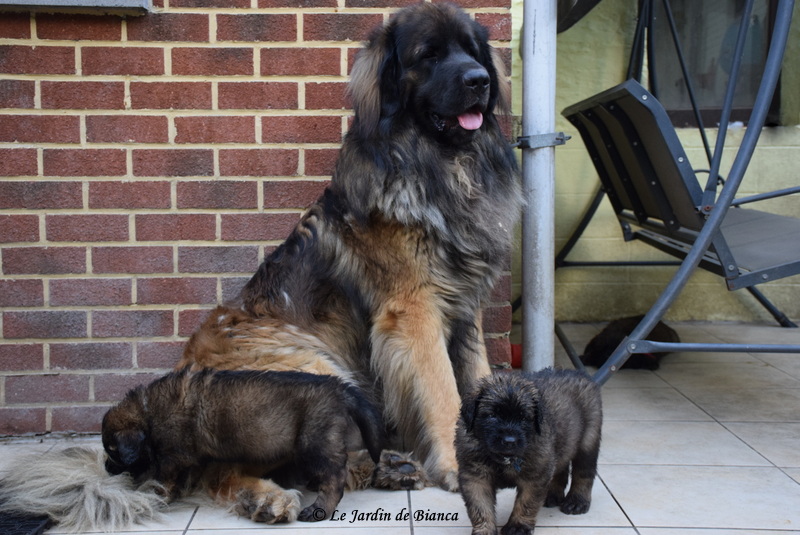 Nikkos du Jardin de Bianca en compagnie de ses premiers chiots