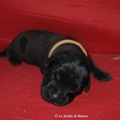 Chiots de Iéléna et Gordon , nés le 19 aout 2015