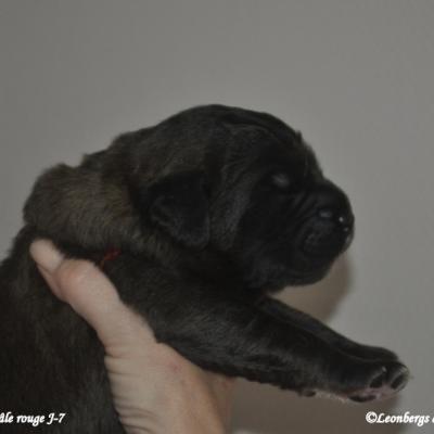 Chiots de Kiss et Ilox nés le 19 novembre 2014