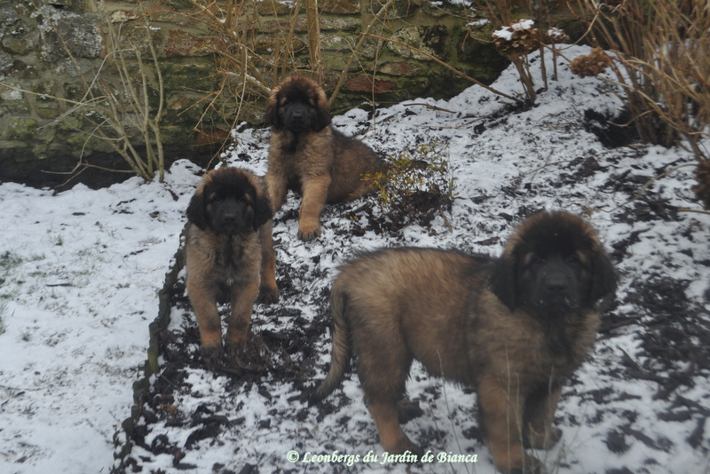 Nikkos , Nalah , Norris