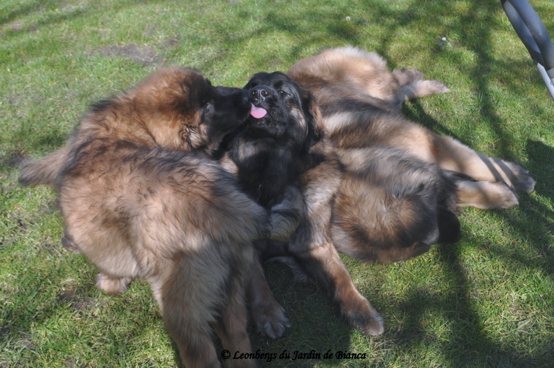 Iéléna , Nikkos, Lancelot