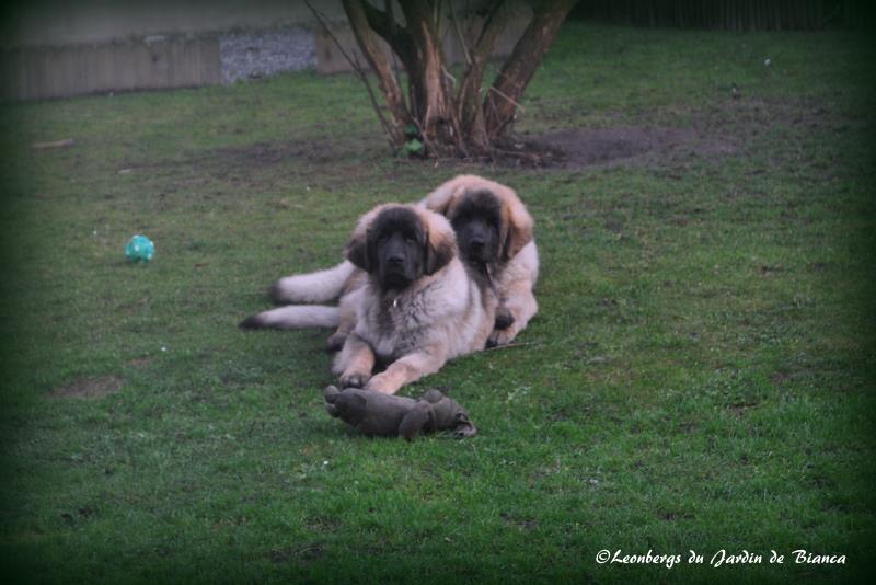Forest et Lancelot