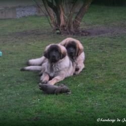 Forest et Lancelot
