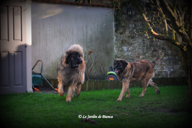 Kiss et Nikkos