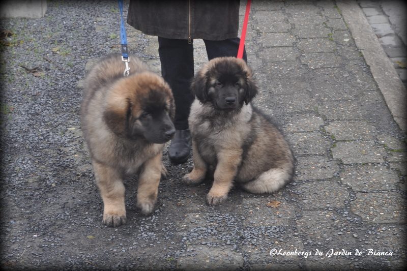 Lancelot et Forest.