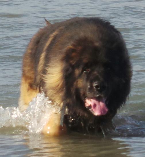 Gordon1