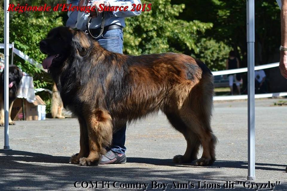 Grizzly 1