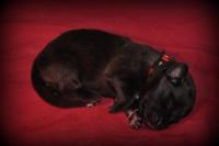 nichee-l-mlle-rouge.jpg